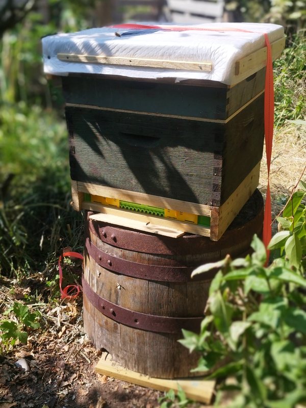One of the hives, wrapped for winter, standing on an old oak barrel in the garden