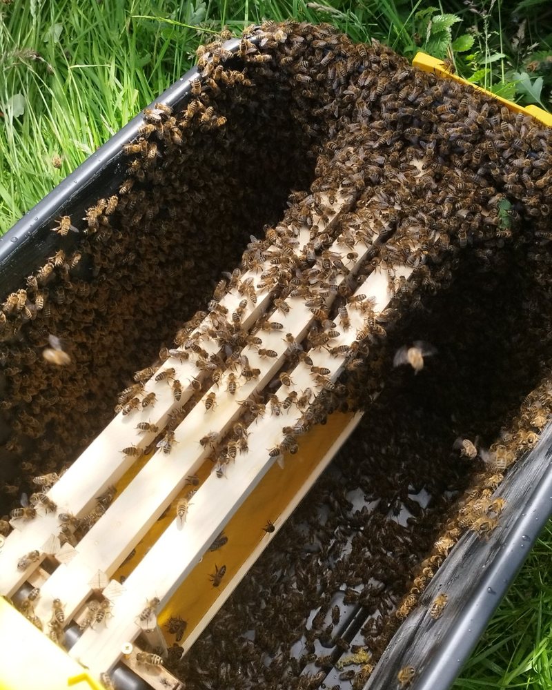 Bees clustered over the frames and sides of a black and yellow plastic box in long grass, with a cardboard box behind.