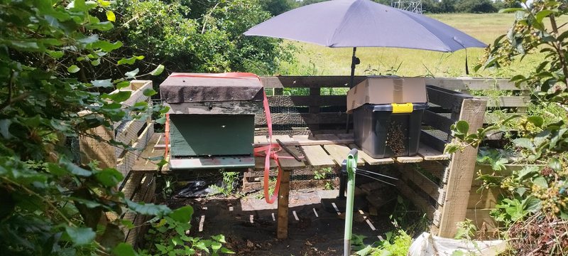 The first green hive beside a black plastic box with a cardboard lid, shaded by an open umbrella, in a pallet-fenced corner of the apiary.