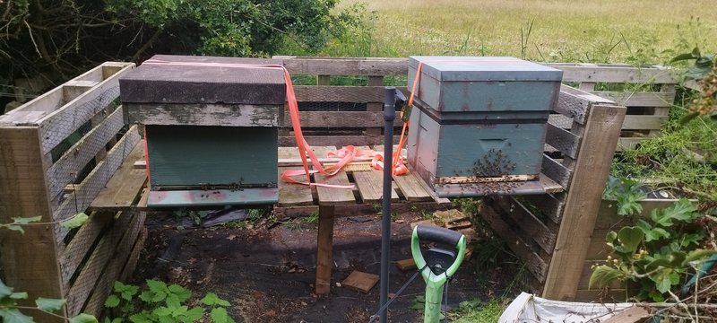 Two green hives side by side on a wooden stand between pallet fencing, held with orange straps, with a meadow behind.