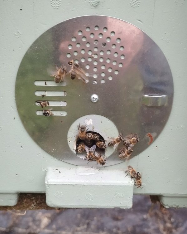 Bees gathered at the round metal entrance disc of a pale green hive.