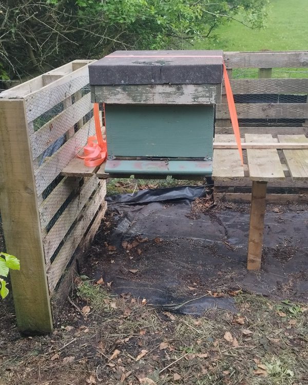 A green hive on a stand between pallet fencing, with a field behind.